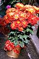 菊花15.jpg