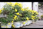 菊花29.JPG