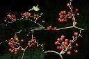 菝契-實-紅1.jpg