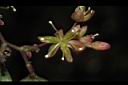 菝契-雄花01.JPG