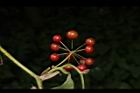 菝契-實-紅21.JPG