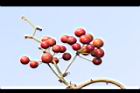 菝契-實-紅31.JPG
