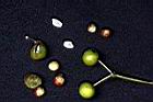 菝契-種子06.JPG