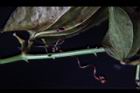 菝契-莖刺01.JPG