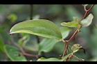菝契-葉08.jpg