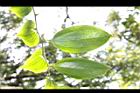 菝契-葉脈08.JPG