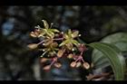 菝契-雄花序01.JPG