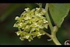 菝契-雌花01.JPG