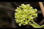 菝契-雌花08.JPG