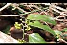 菝契-青實02.JPG