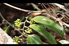 菝契-青實03.JPG