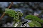 菝契-青實06.JPG