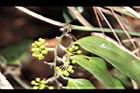菝契-青實11.JPG