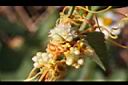菟絲子-花04.JPG