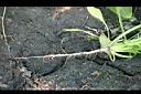 菠菜-根莖0.jpg