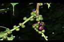 菩提樹-實00.JPG