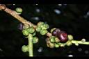 菩提樹-實03.JPG