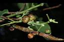 菩提樹-實07.JPG