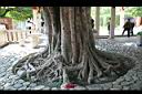 菩提樹-莖10.JPG