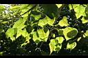 菩提樹-葉06.JPG
