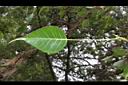 菩提樹-葉正01.JPG
