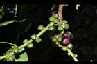 菩提樹-實01.JPG