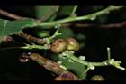菩提樹-實02.JPG