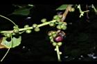 菩提樹-實05.JPG