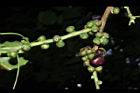 菩提樹-實08.JPG