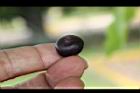 菩提樹-實14.JPG