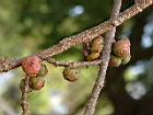 菩提樹-實24.JPG