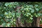 菩提樹-葉03.JPG