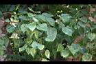 菩提樹-葉04.JPG