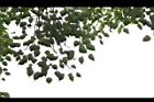 菩提樹-葉07.JPG