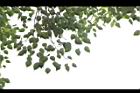 菩提樹-葉08.JPG