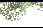 菩提樹-葉09.JPG