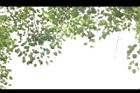 菩提樹-葉11.JPG