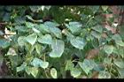 菩提樹-葉15.JPG