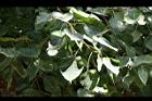 菩提樹-葉16.JPG