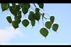 菩提樹-葉24.JPG