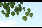 菩提樹-葉26.JPG