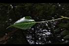 菩提樹-葉正04.JPG