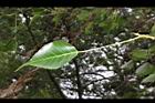 菩提樹-葉正05.JPG