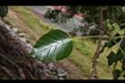 菩提樹-葉正07.JPG