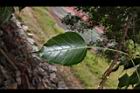 菩提樹-葉正08.JPG