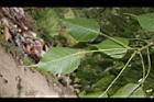 菩提樹-葉背01.JPG