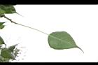 菩提樹-葉背05.JPG