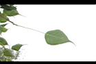菩提樹-葉背06.JPG