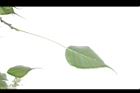 菩提樹-葉背07.JPG