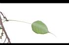 菩提樹-葉背08.JPG